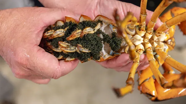 Markus Frederich holding a female lobster with eggs