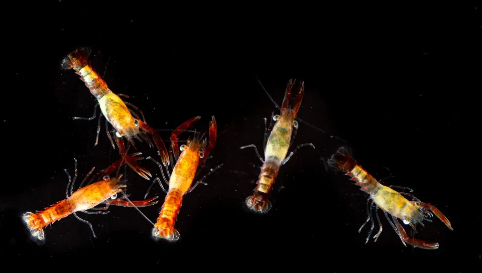 Lobster larvae against a black background