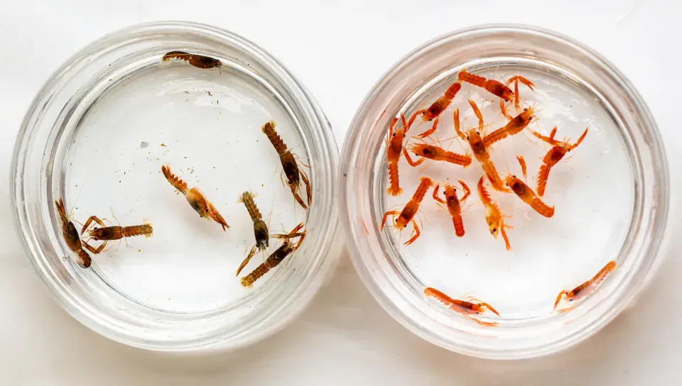 Orange and brown lobster larve in small round containers. Photo by Markus Frederich.